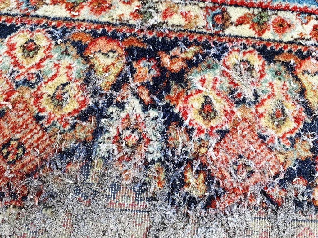 Tappeto mangiato dalle tarme